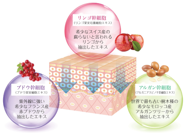 リンゴ幹細胞　ブドウ幹細胞　アルガン幹細胞